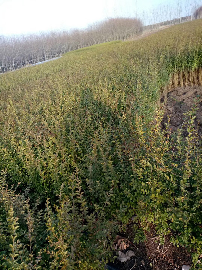 水臘苗水蠟小苗基地 水臘苗水蠟小苗基地