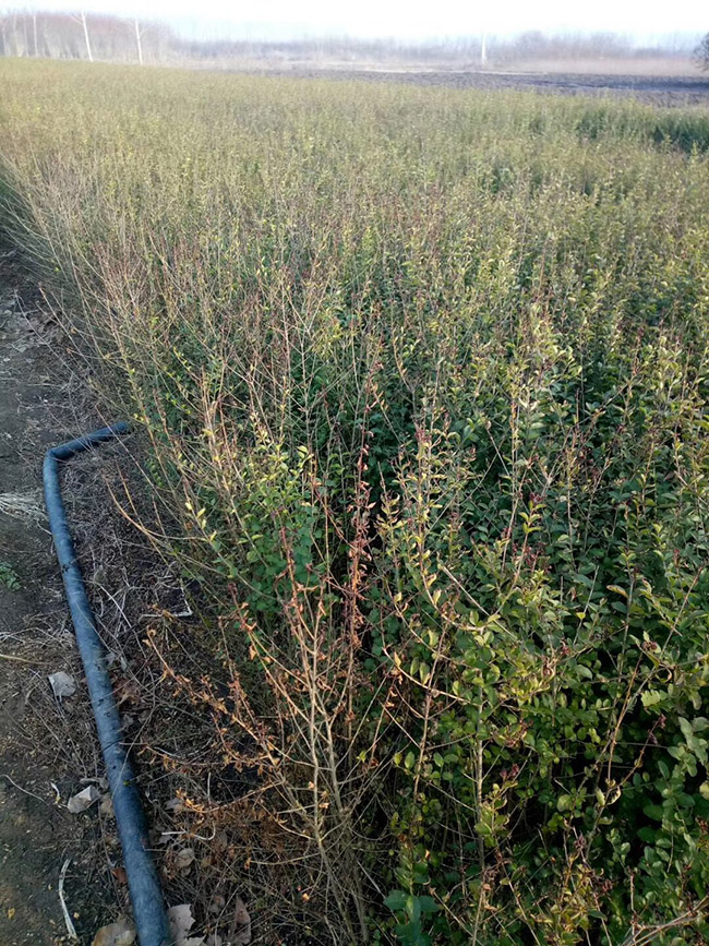 水臘苗水蠟小苗基地 水臘苗水蠟小苗基地