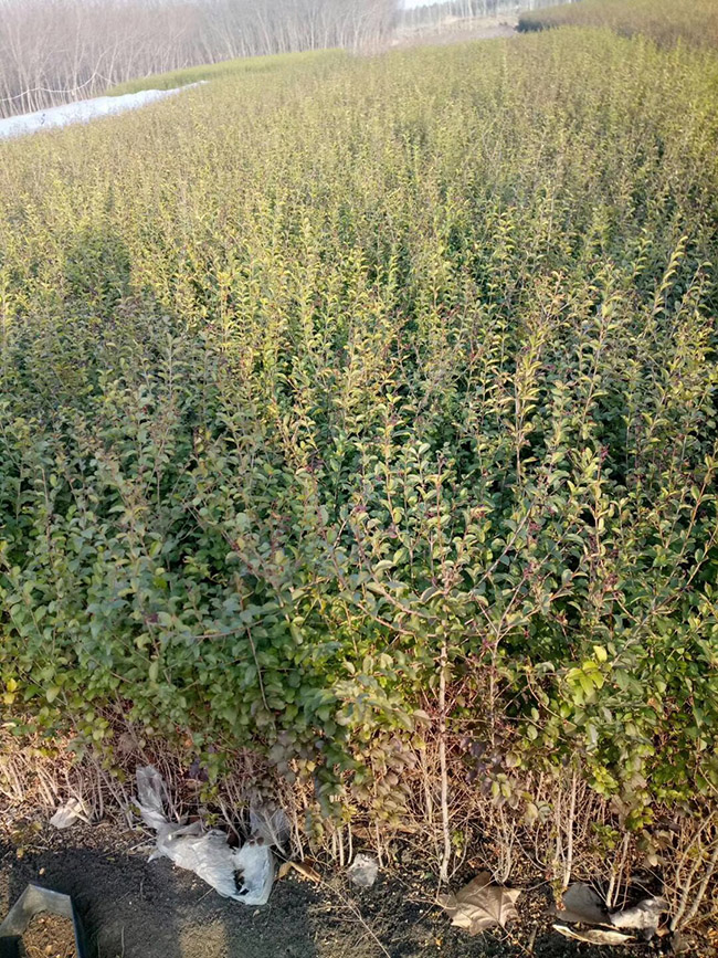 水臘苗水蠟小苗基地 水臘苗水蠟小苗基地