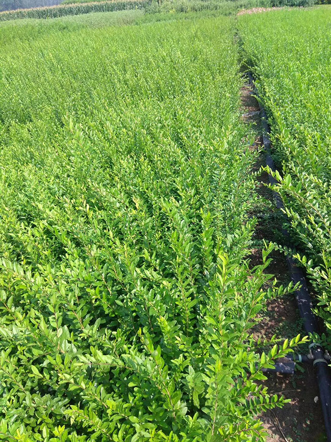 水臘苗水蠟小苗基地 水臘苗水蠟小苗基地