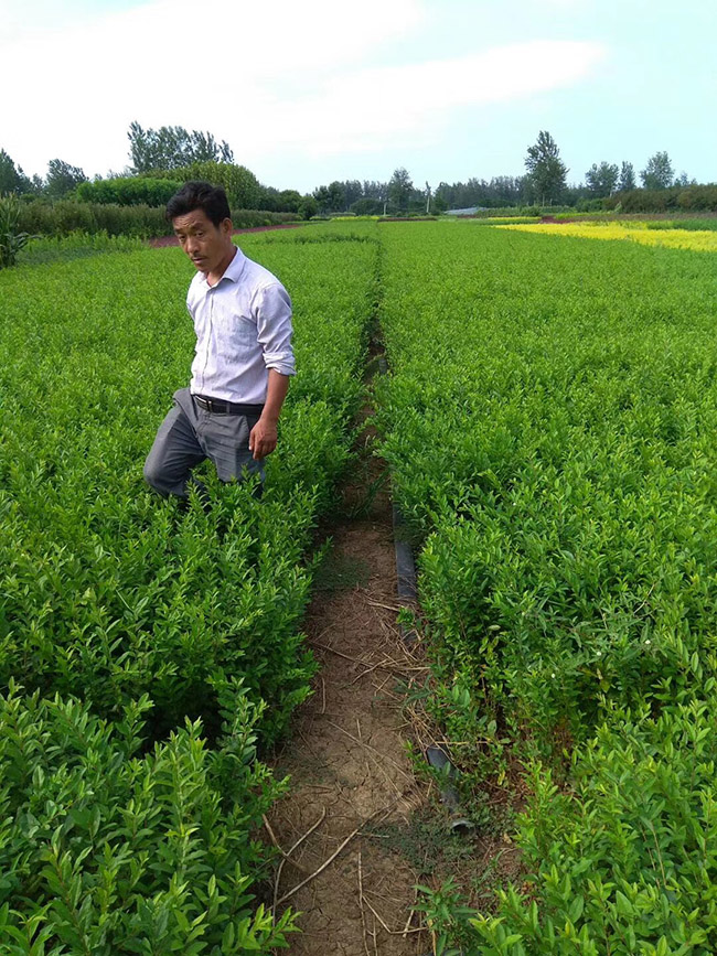水臘苗水蠟小苗基地 水臘苗水蠟小苗基地