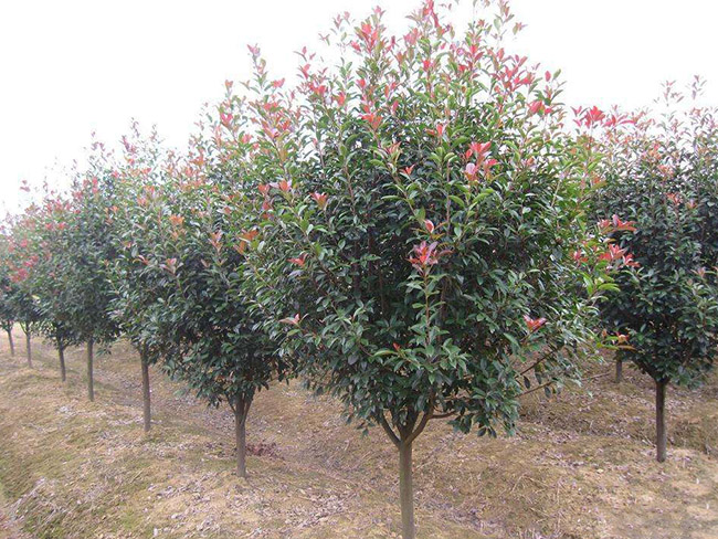 <a href='http://www.njszjj.com/linmuzhongzi/1747.html' target='_blank'>紅葉石楠</a>樹(shù)