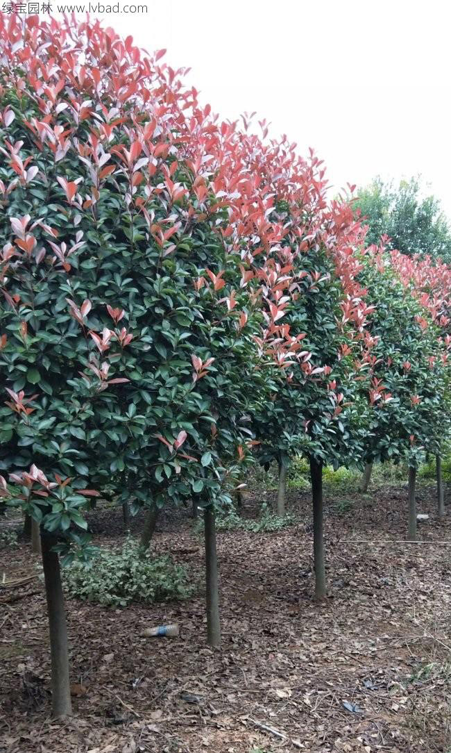 <a href='http://www.njszjj.com/linmuzhongzi/1747.html' target='_blank'>紅葉石楠</a>樹(shù)