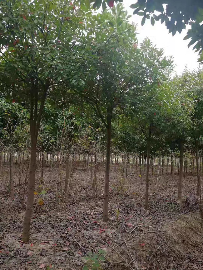 紅葉石楠樹(shù)