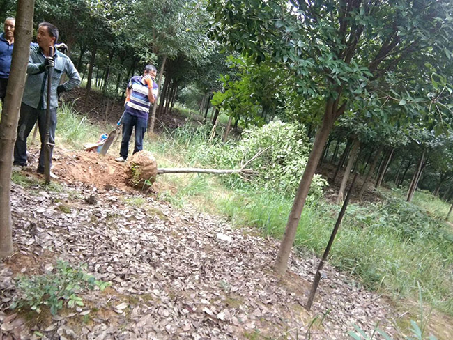 紅葉石楠樹(shù)