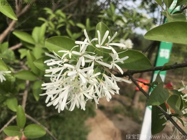 <a href='http://www.njszjj.com/linmuzhongzi/1846.html' target='_blank'>流蘇</a>樹