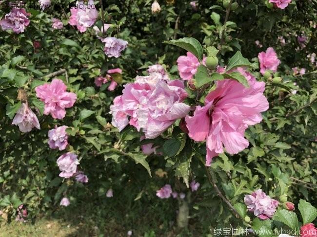 <a href='http://www.njszjj.com/linmuzhongzi/1808.html' target='_blank'>木槿</a>花