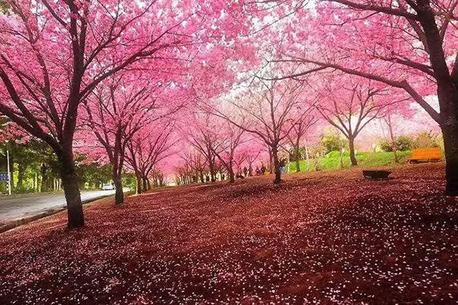 日本<a href='http://www.njszjj.com/linmuzhongzi/1777.html' target='_blank'>櫻花</a>