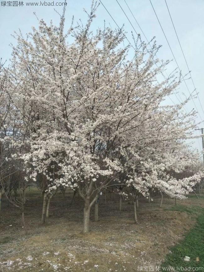 日本<a href='http://www.njszjj.com/linmuzhongzi/1777.html' target='_blank'>櫻花</a>