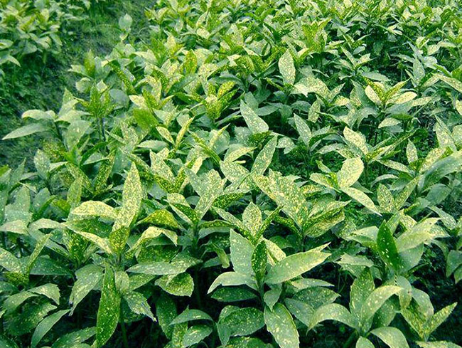 灑金珊瑚 灑金珊瑚