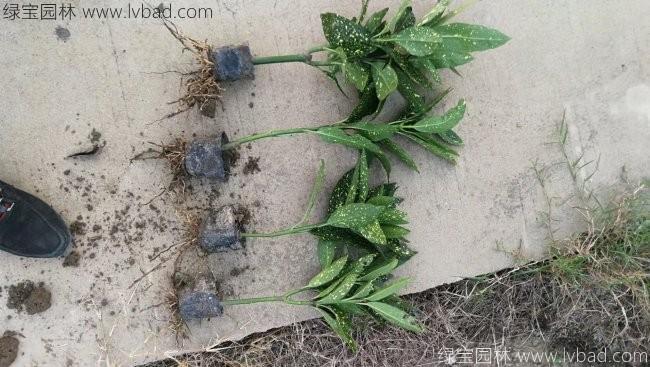 灑金珊瑚 灑金珊瑚