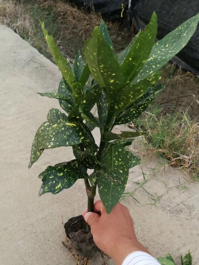 灑金珊瑚 灑金珊瑚