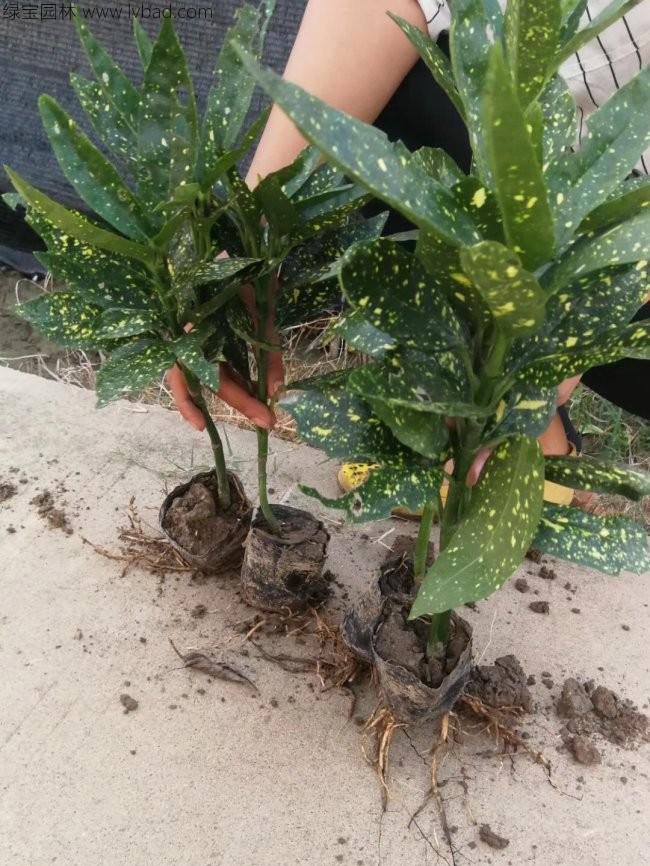 灑金珊瑚 灑金珊瑚