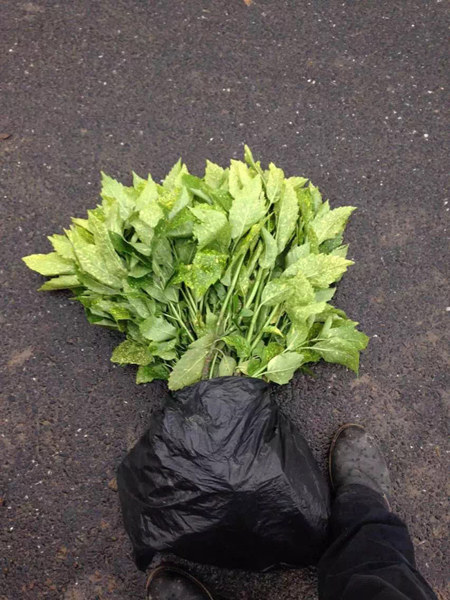 灑金珊瑚 灑金珊瑚