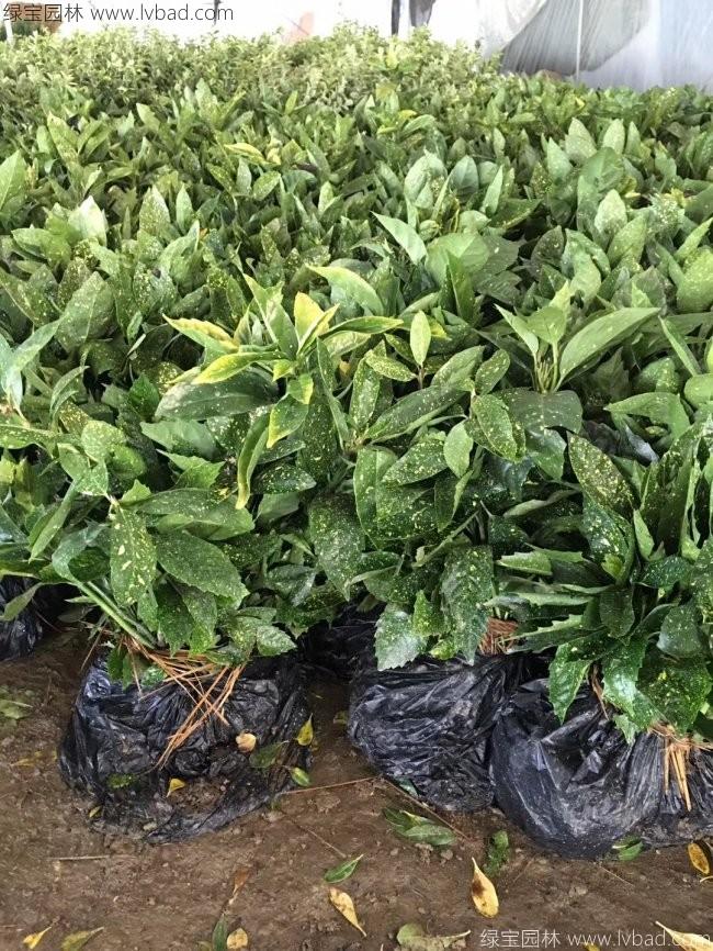 灑金珊瑚 灑金珊瑚