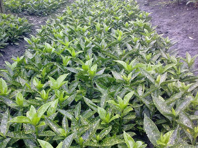 灑金珊瑚 灑金珊瑚