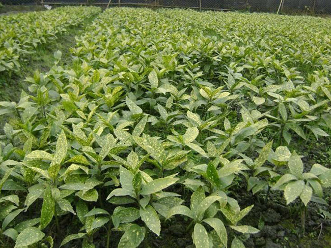 灑金珊瑚 灑金珊瑚