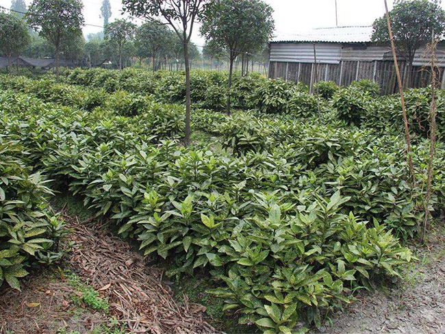 灑金珊瑚 灑金珊瑚