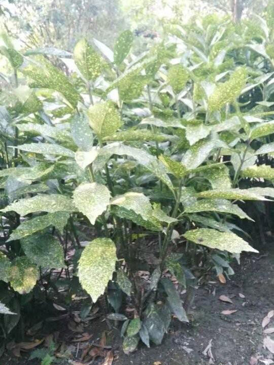 灑金珊瑚 灑金珊瑚