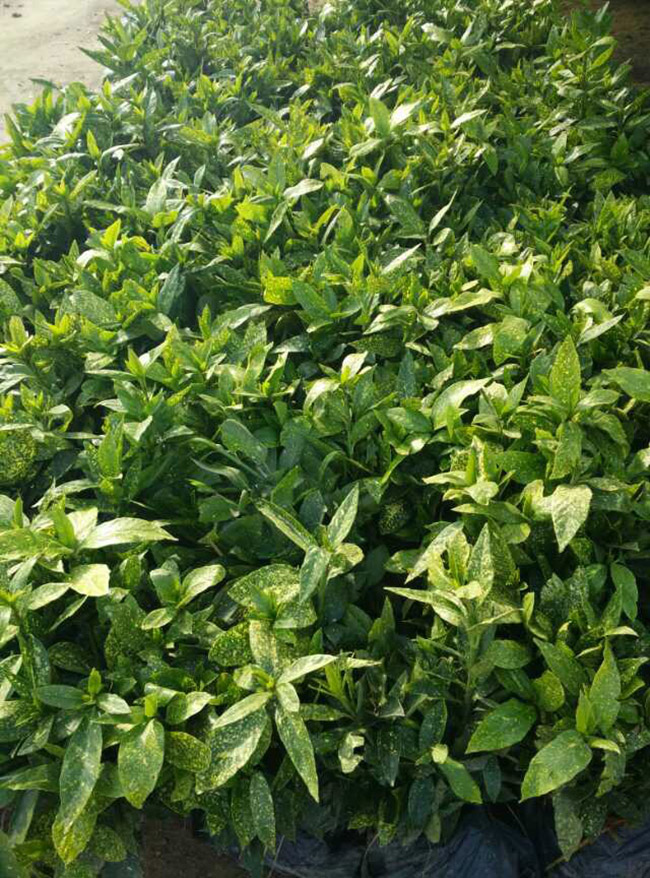 灑金珊瑚 灑金珊瑚