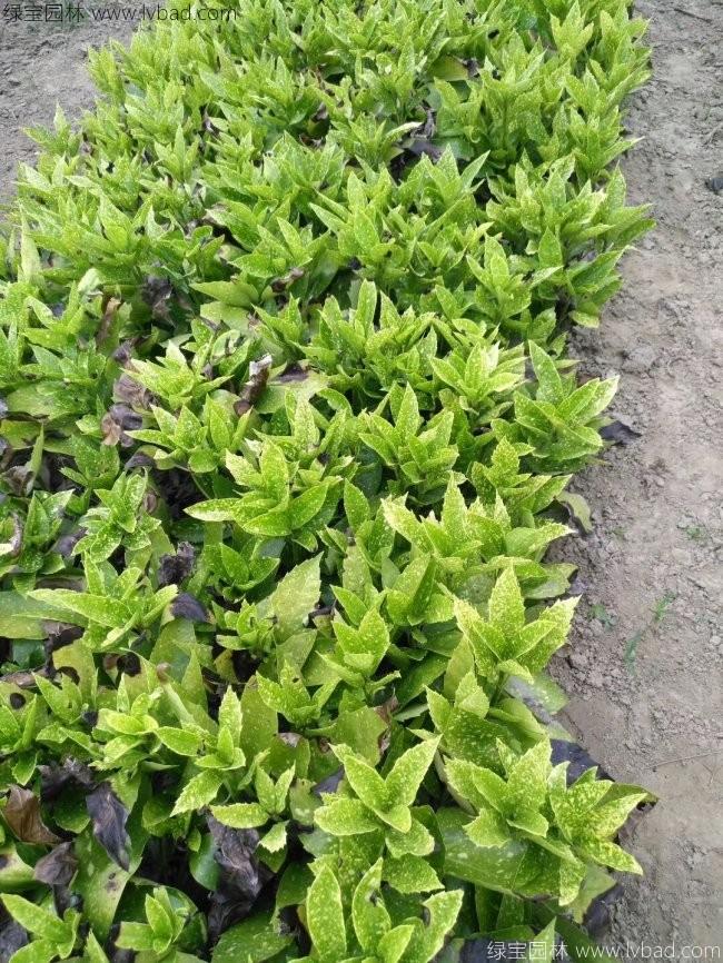 灑金珊瑚 灑金珊瑚