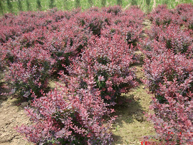 <a href='http://www.njszjj.com/linmuzhongzi/1753.html' target='_blank'>紅葉小檗</a>球