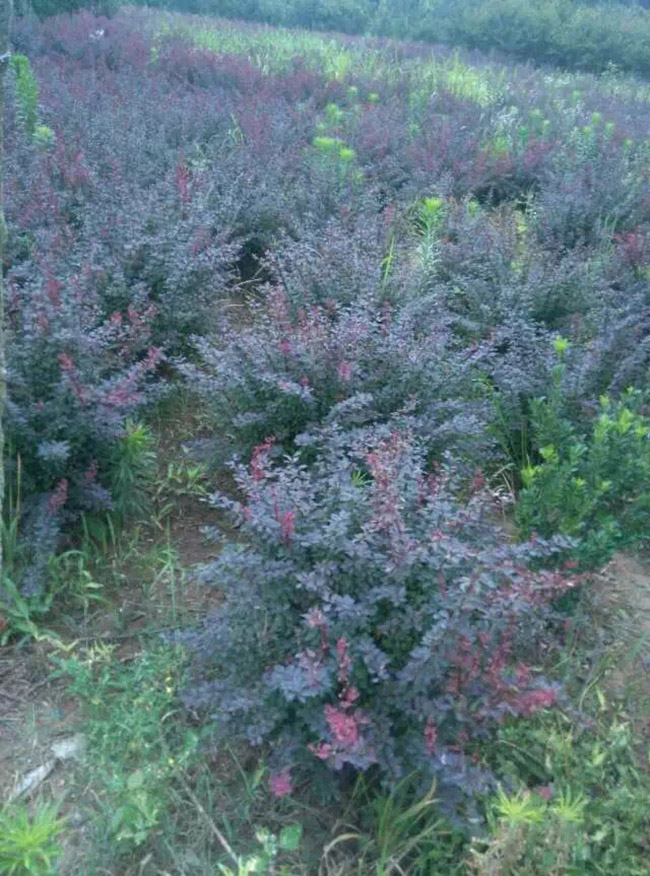 <a href='http://www.njszjj.com/linmuzhongzi/1753.html' target='_blank'>紅葉小檗</a>球