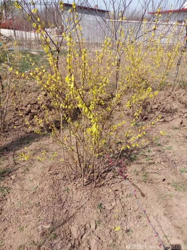 <a href='http://www.njszjj.com/qiuleizhiwu/3496.html' target='_blank'>連翹球</a>
