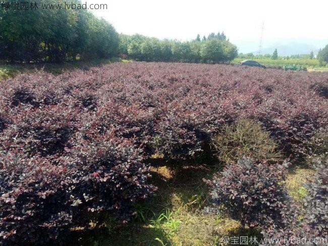 <a href='http://www.njszjj.com/qiuleizhiwu/3507.html' target='_blank'>紅花繼木球</a>