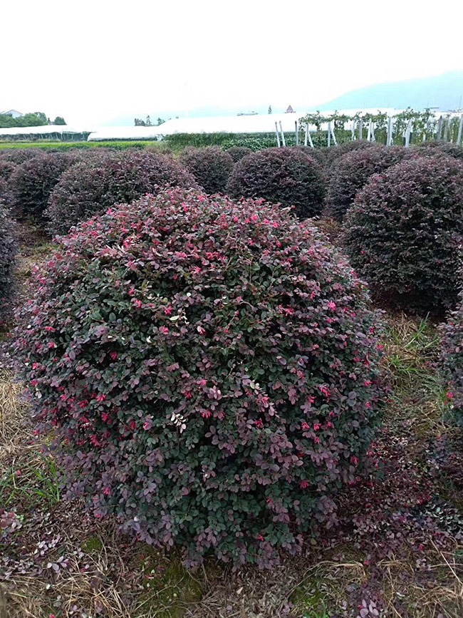 <a href='http://www.njszjj.com/dibeiguanmu/9770.html' target='_blank'>紅花繼木</a>球