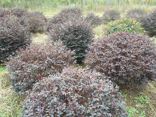 <a href='http://www.njszjj.com/yaocaizhongzi/2335.html' target='_blank'>紅花</a>繼木球