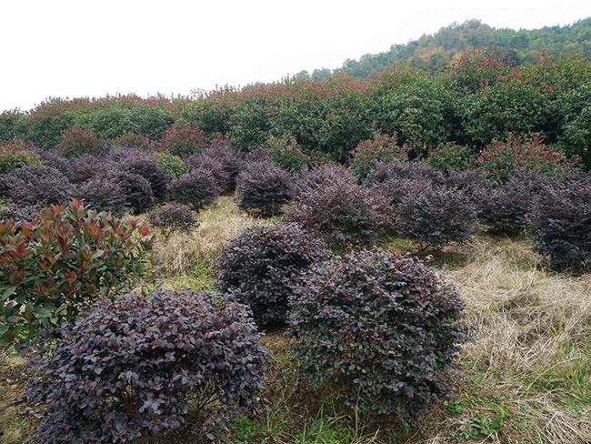 <a href='http://www.njszjj.com/dibeiguanmu/9770.html' target='_blank'>紅花繼木</a>球