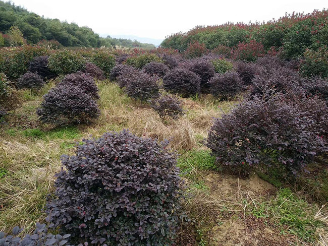 <a href='http://www.njszjj.com/qiuleizhiwu/3507.html' target='_blank'>紅花繼木球</a>