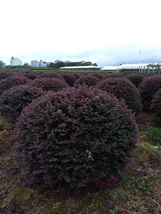 <a href='http://www.njszjj.com/yaocaizhongzi/2335.html' target='_blank'>紅花</a>繼木球