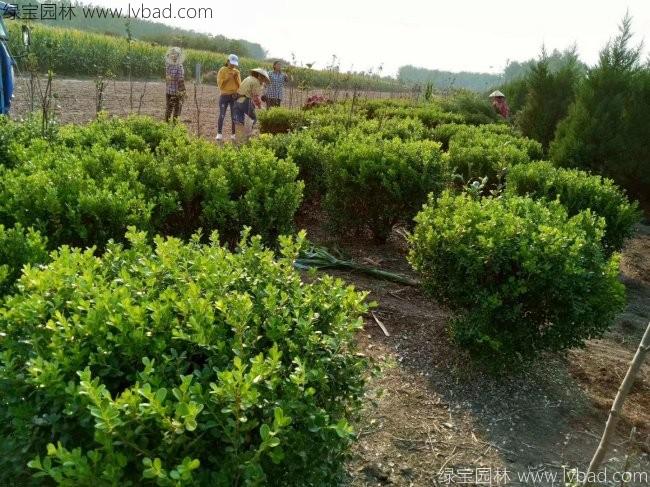 <a href='http://www.njszjj.com/qiuleizhiwu/3501.html' target='_blank'>瓜子黃楊球</a>