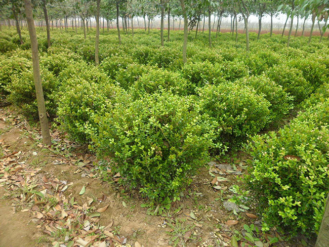 <a href='http://www.njszjj.com/linmuzhongzi/1764.html' target='_blank'>小葉黃楊</a>球