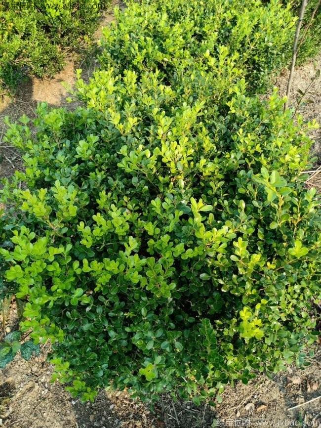 <a href='http://www.njszjj.com/linmuzhongzi/1764.html' target='_blank'>小葉黃楊</a>球