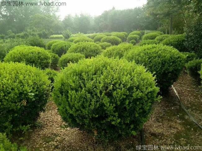 <a href='http://www.njszjj.com/qiuleizhiwu/3499.html' target='_blank'>小葉黃楊球</a>