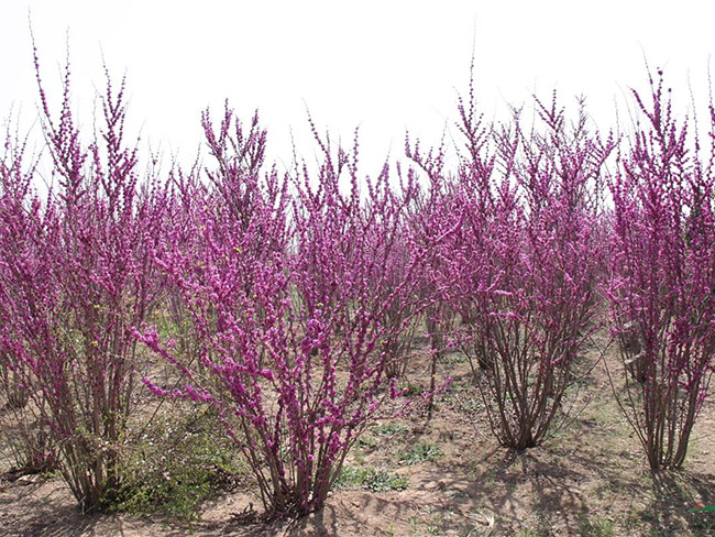 <a href='http://www.njszjj.com/dibeiguanmu/3490.html' target='_blank'>紫荊花</a>