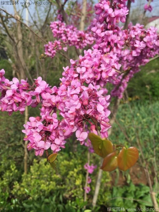 <a href='http://www.njszjj.com/dibeiguanmu/3490.html' target='_blank'>紫荊花</a>