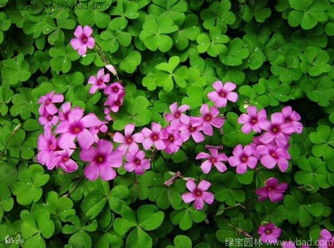 <a href='http://www.njszjj.com/caobenzhiwu/3413.html' target='_blank'>紅花酢醬草</a> <a href='http://www.njszjj.com/yaocaizhongzi/2335.html' target='_blank'>紅花</a>酢醬草