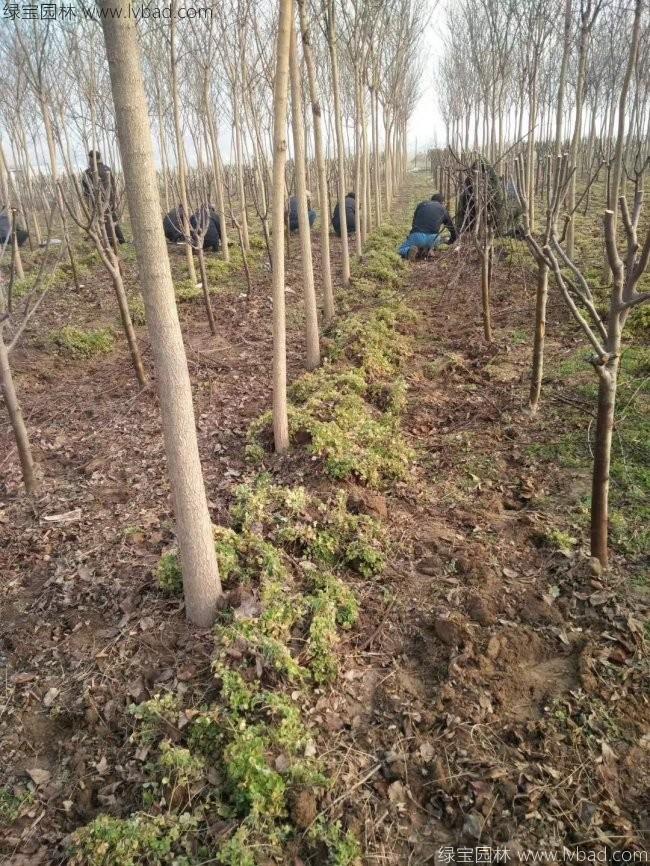 紅花酢醬草 紅花酢醬草