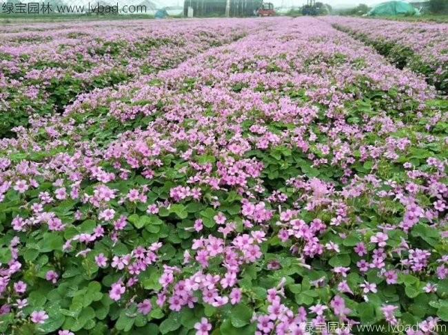 紅花酢醬草 紅花酢醬草