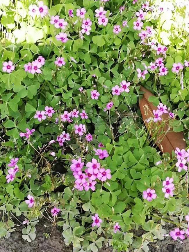 紅花酢醬草 紅花酢醬草