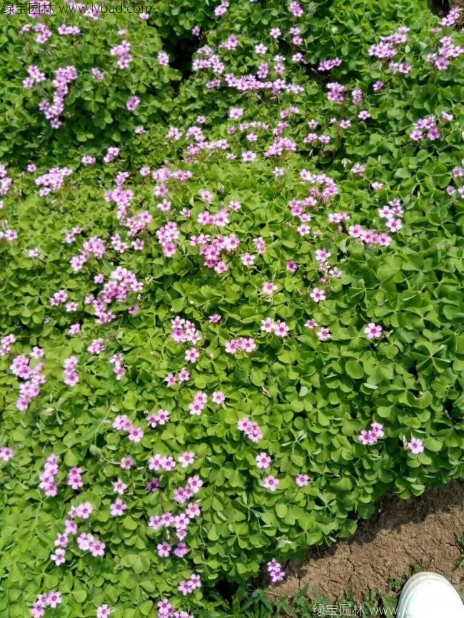 紅花酢醬草 紅花酢醬草