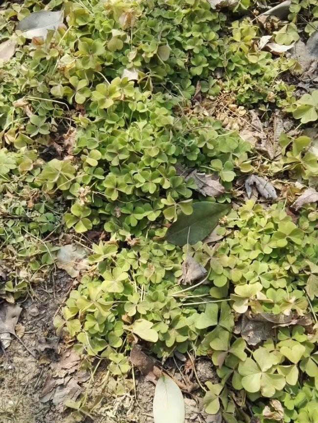 紅花酢醬草 紅花酢醬草