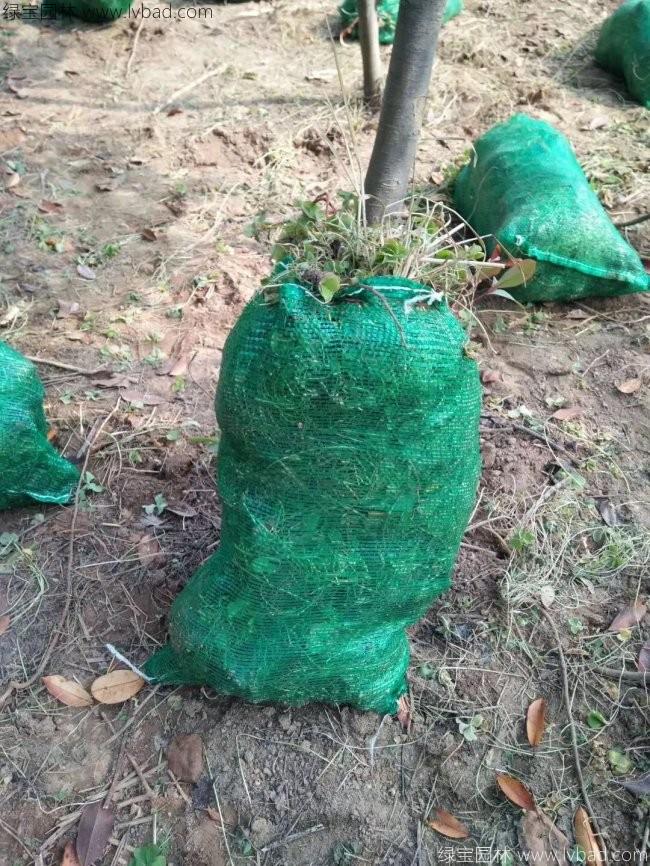 紅花酢醬草 紅花酢醬草