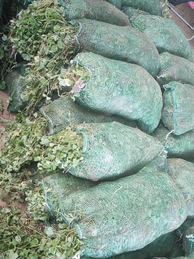 紅花酢醬草 紅花酢醬草