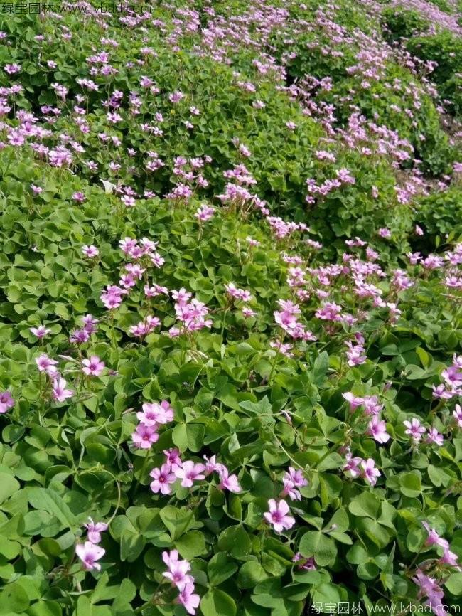 紅花酢醬草 紅花酢醬草