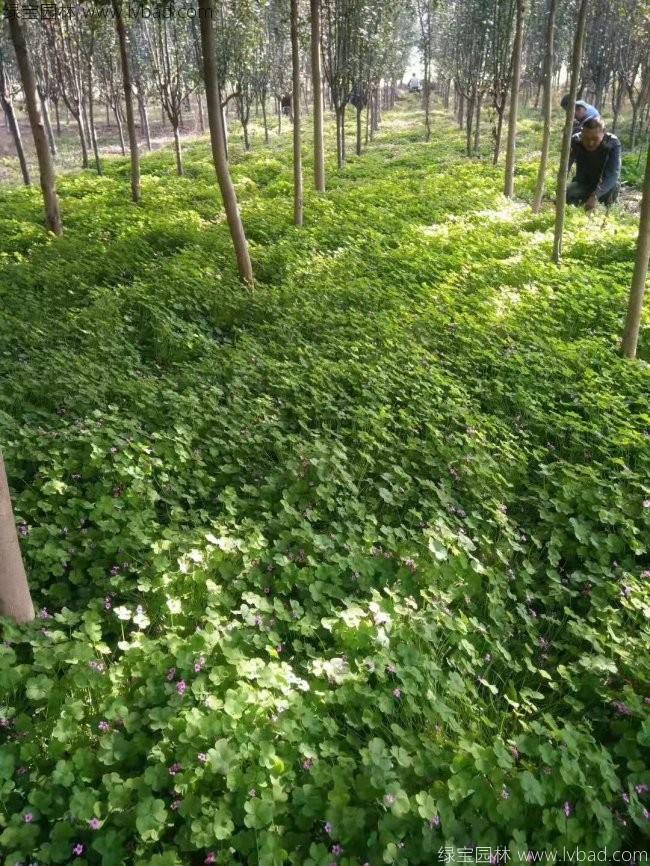紅花酢醬草 紅花酢醬草